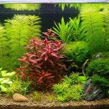 Ludwigia Peruensis root and stem base shown on white background before planting