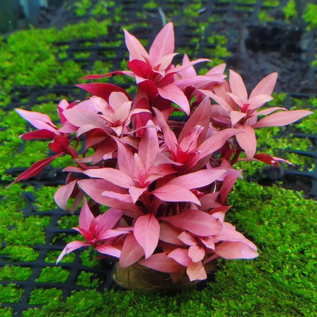 Ludwigia Peruensis bushy stem cluster under aquarium lighting showing color contrast