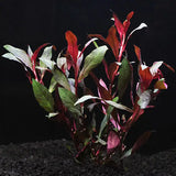Ludwigia Peruensis background aquarium plant showing full mature stem growth