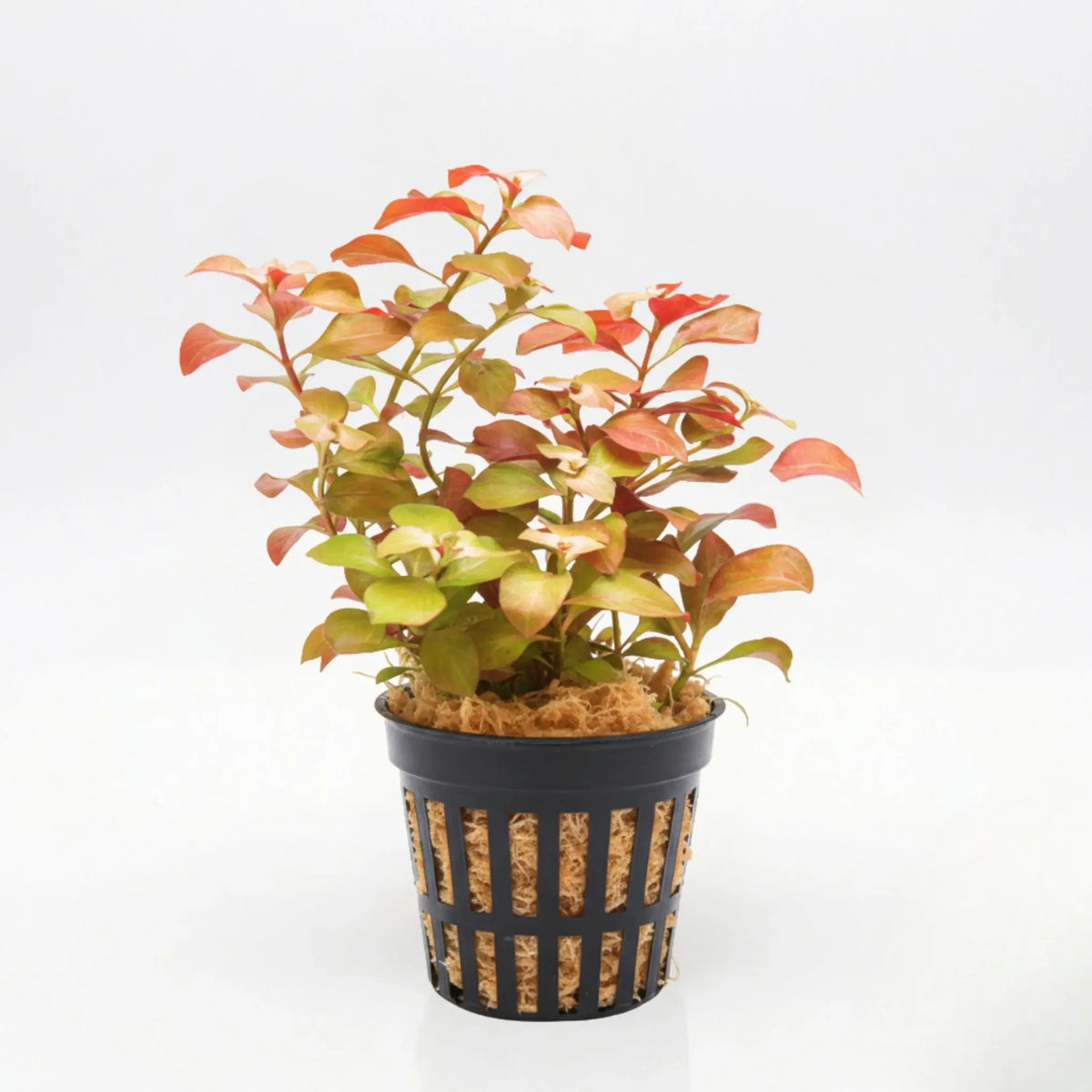 Ludwigia Repens bundle of stems with reddish-green oval leaves on white background