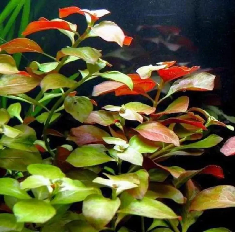 Ludwigia Repens background stem plant growing in a freshwater planted aquarium