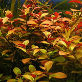 Ludwigia Repens root and stem base shown on white background before planting