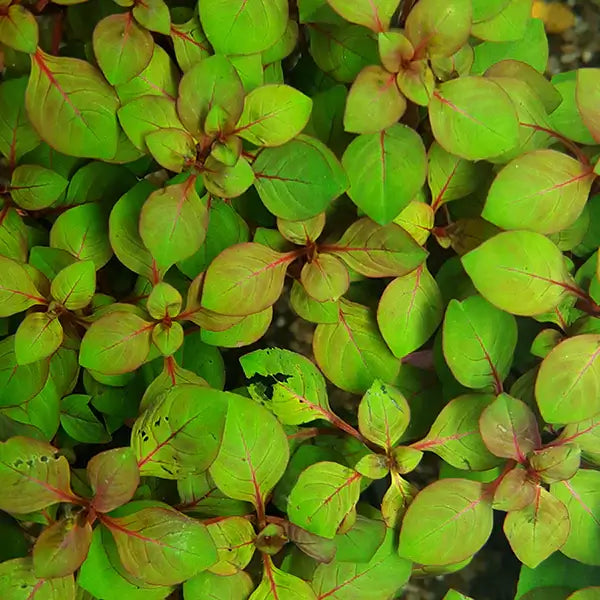 Ludwigia Repens hardy beginner stem plant showing full bushy growth habit