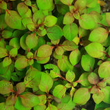 Ludwigia Repens hardy beginner stem plant showing full bushy growth habit