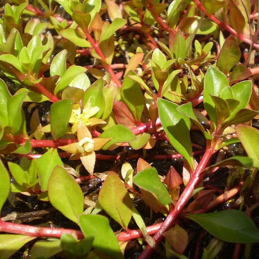 Close-up of Ludwigia Repens leaf showing red underside and green top surface