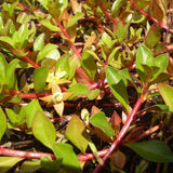 Close-up of Ludwigia Repens leaf showing red underside and green top surface
