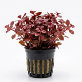 Ludwigia Super Red Mini compact red stem plant bundle on white background