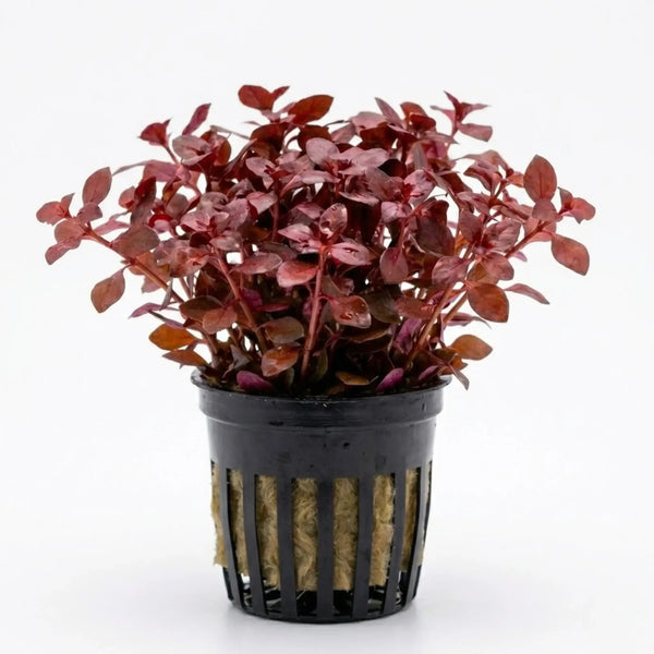 Ludwigia Super Red Mini compact red stem plant bundle on white background