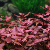 Close-up of Ludwigia Super Red Mini small red leaves showing compact stem spacing