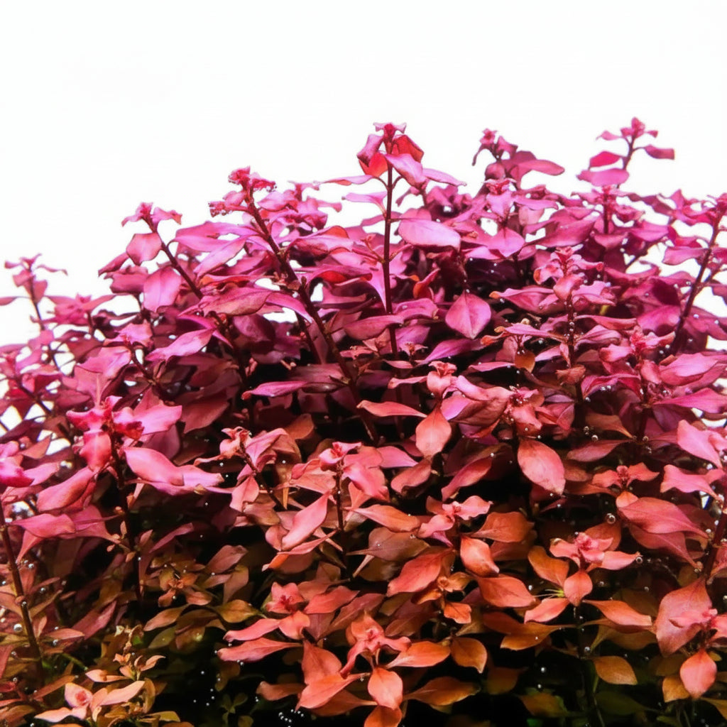 Ludwigia Super Red Mini foreground and midground color plant in freshwater aquarium