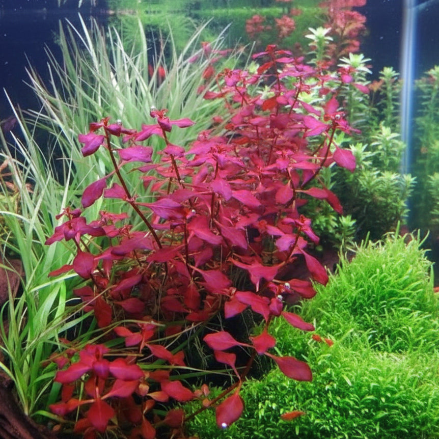 Ludwigia Super Red Mini vivid red coloration under aquarium lighting in planted tank