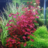 Ludwigia Super Red Mini vivid red coloration under aquarium lighting in planted tank