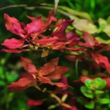 Ludwigia Super Red Mini bushy compact growth habit ideal for small aquascapes