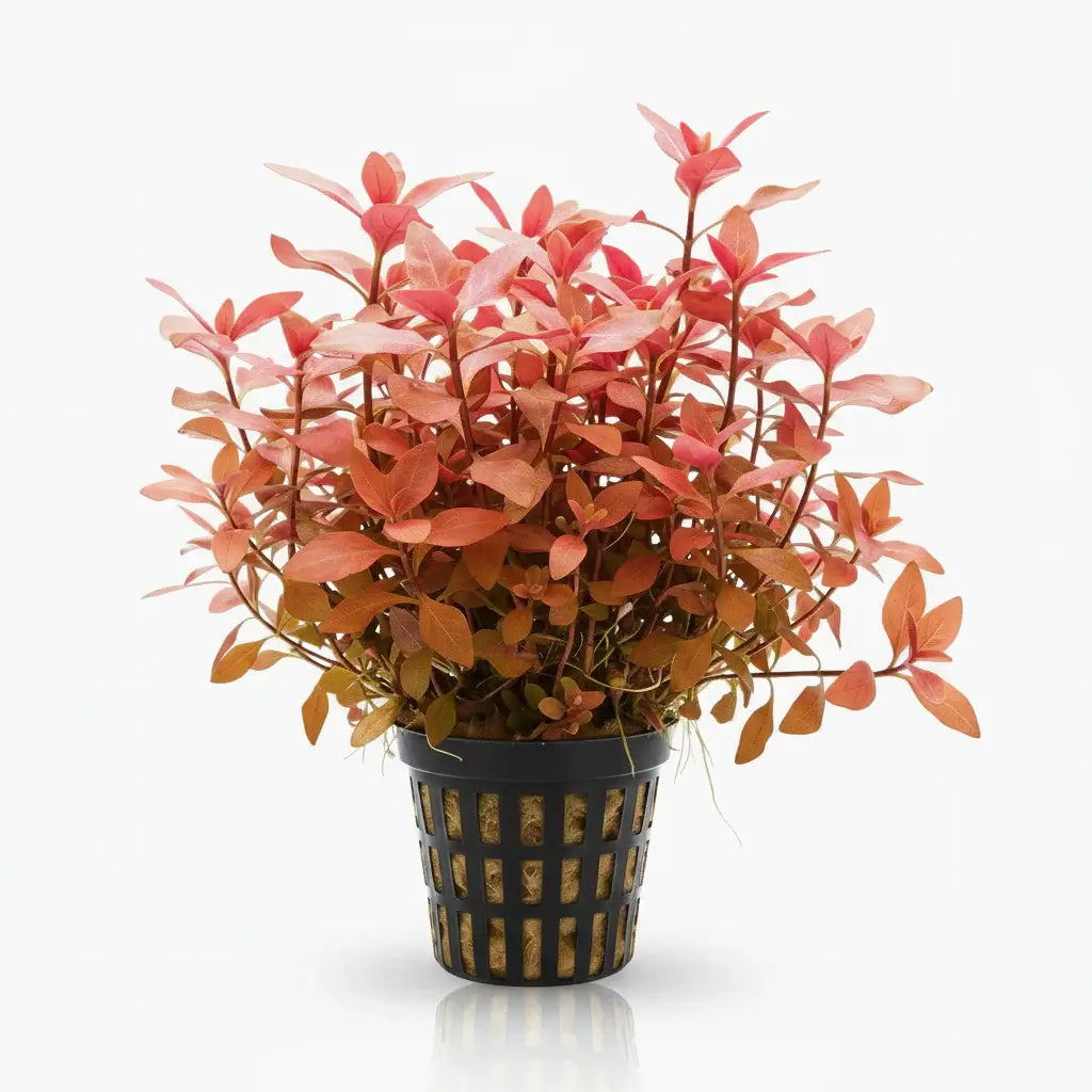 Ludwigia Dark Red deep red stem plant bundle on white background