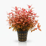 Ludwigia Dark Red deep red stem plant bundle on white background