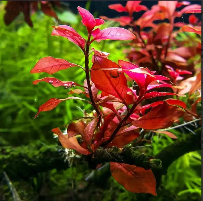 Close-up of Ludwigia Dark Red leaves showing intense burgundy coloration