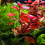 Close-up of Ludwigia Dark Red leaves showing intense burgundy coloration