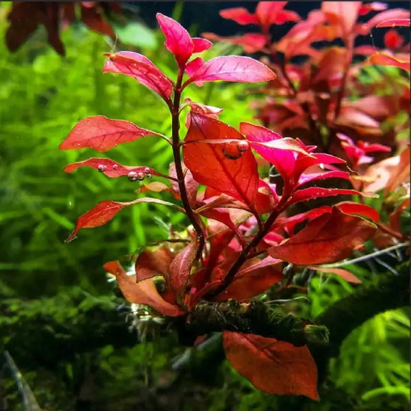 Close-up of Ludwigia Dark Red leaves showing intense burgundy coloration