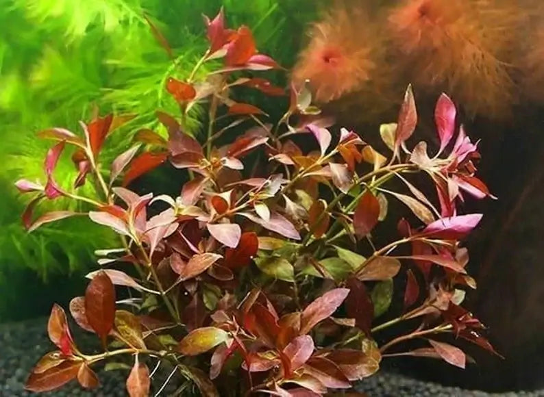 Ludwigia Dark Red background stem plant growing in a freshwater planted aquarium