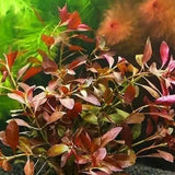 Ludwigia Dark Red background stem plant growing in a freshwater planted aquarium