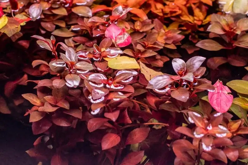 Ludwigia Dark Red root and stem base shown on white background