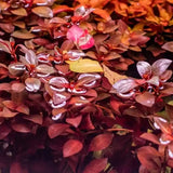 Ludwigia Dark Red root and stem base shown on white background
