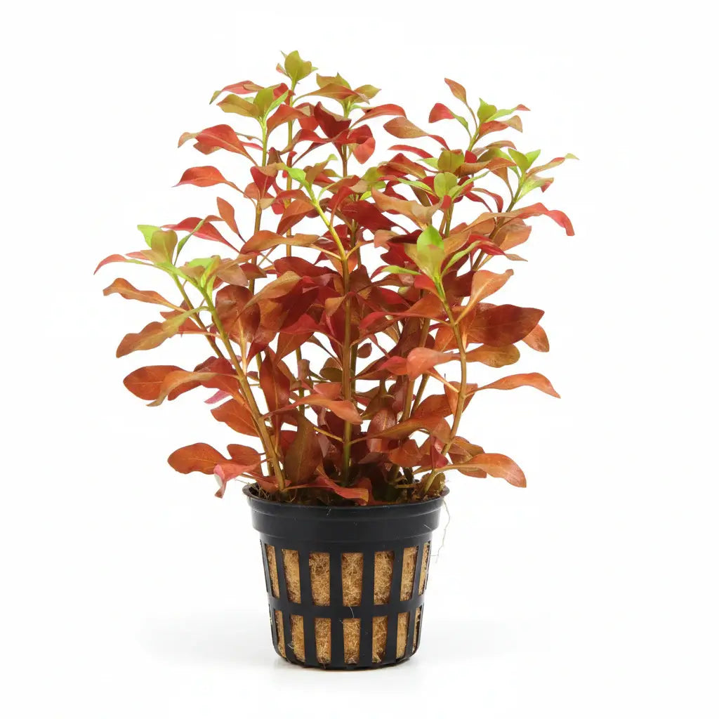 Ludwigia Dark Red bushy stem cluster under aquarium lighting showing vivid color