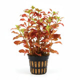 Ludwigia Dark Red bushy stem cluster under aquarium lighting showing vivid color