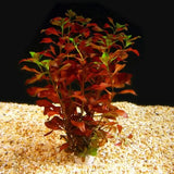 Ludwigia Dark Red vibrant aquascaping stem plant mature growth