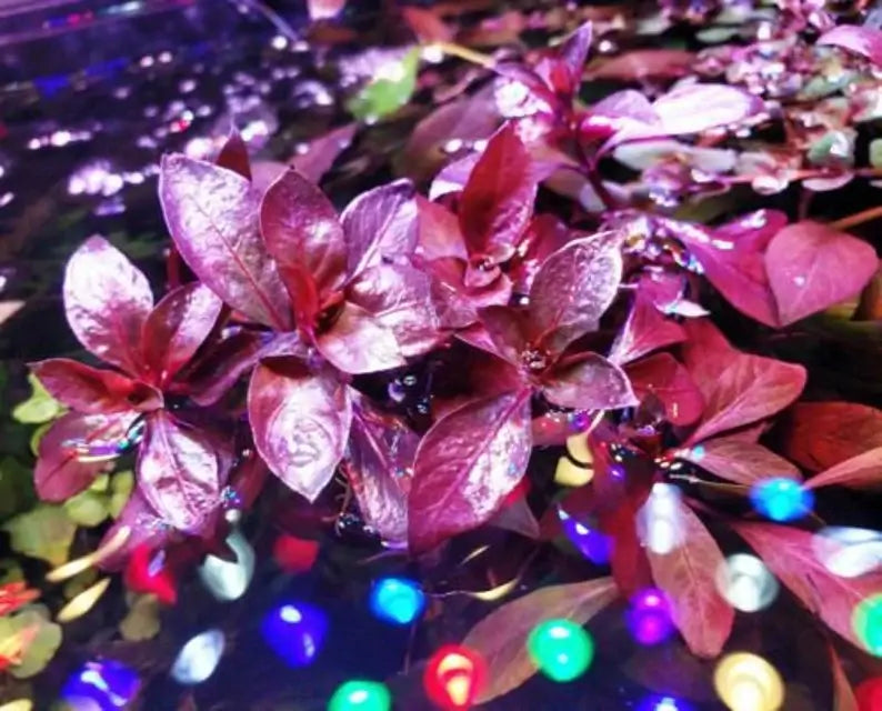 Ludwigia Dark Red planted in aquascape substrate with dark background