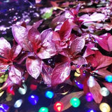 Ludwigia Dark Red planted in aquascape substrate with dark background