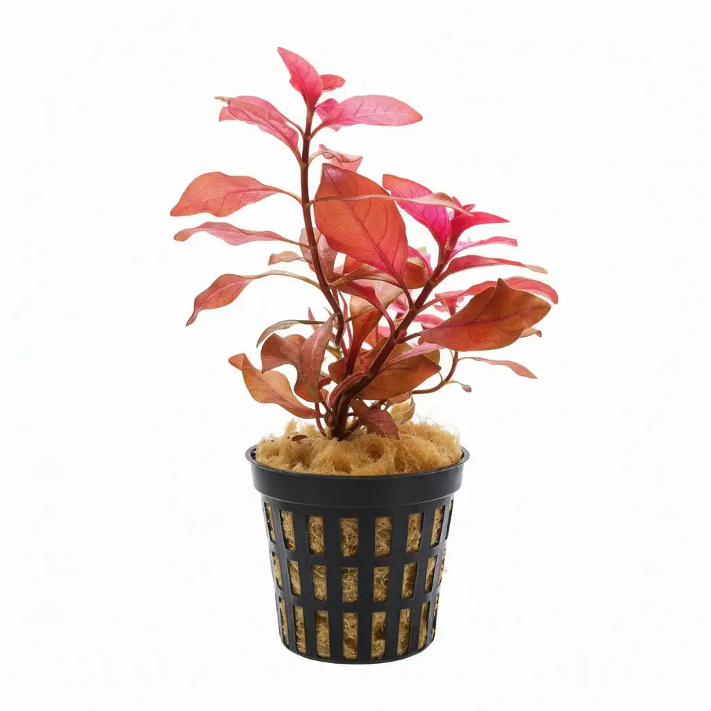 Ludwigia Dark Red full bundle showing deep red color for background planting