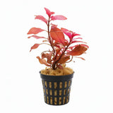 Ludwigia Dark Red full bundle showing deep red color for background planting