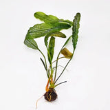 Madagascar Lace Plant Aponogeton Madagascariensis bulb on white background, rare aquarium plant