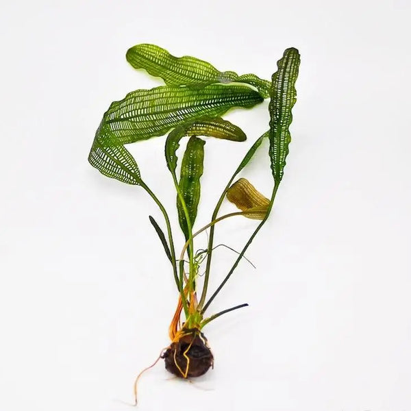 Madagascar Lace Plant Aponogeton Madagascariensis bulb on white background, rare aquarium plant