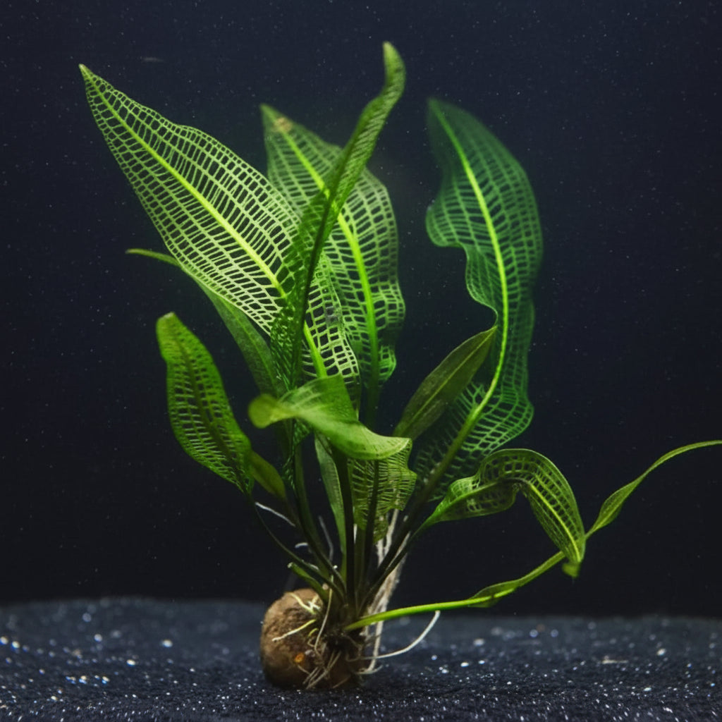 Madagascar Lace Plant bulb and root system shown on white background before planting