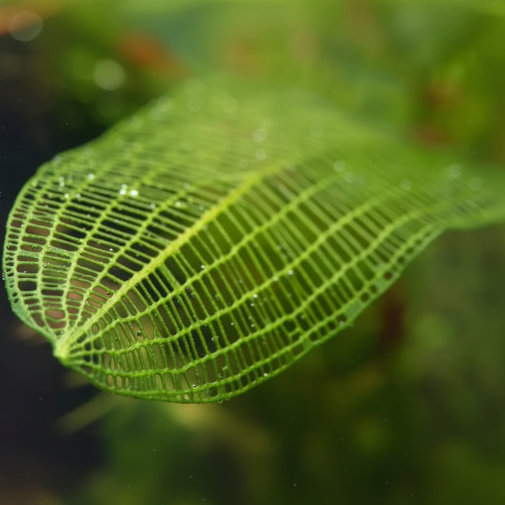 Madagascar Lace Plant growing as a centerpiece in a freshwater planted aquarium