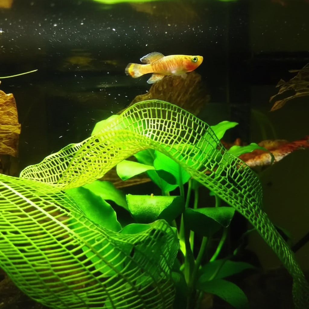 Madagascar Lace Plant Aponogeton Madagascariensis rare centerpiece plant in aquascape