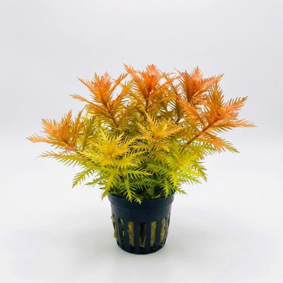 Mermaid Weed Proserpinaca Palustris stem plant bundle with serrated leaves on white background