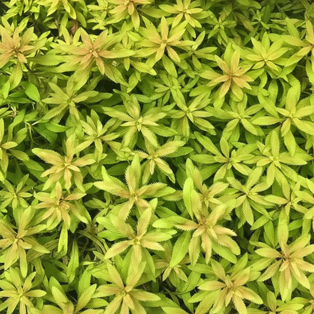 Close-up of Mermaid Weed serrated leaf edges showing fine leaf texture