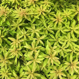 Close-up of Mermaid Weed serrated leaf edges showing fine leaf texture