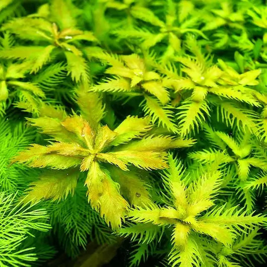 Mermaid Weed stem plant growing in a freshwater planted aquarium for color contrast