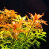 Mermaid Weed Proserpinaca Palustris root and stem base on white background