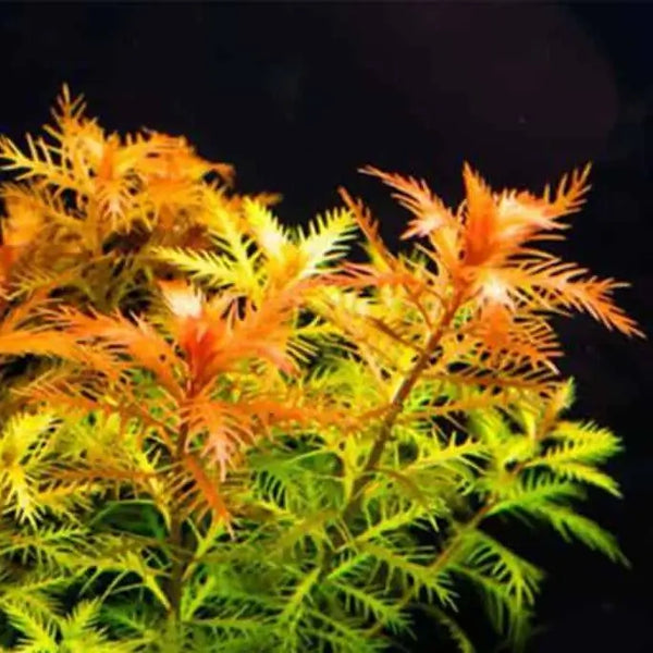 Mermaid Weed Proserpinaca Palustris root and stem base on white background
