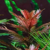 Mermaid Weed bushy stem cluster showing reddish-green serrated foliage