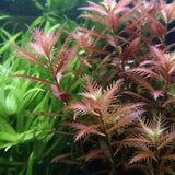 Mermaid Weed stem plant showing full mature growth in a planted aquascape