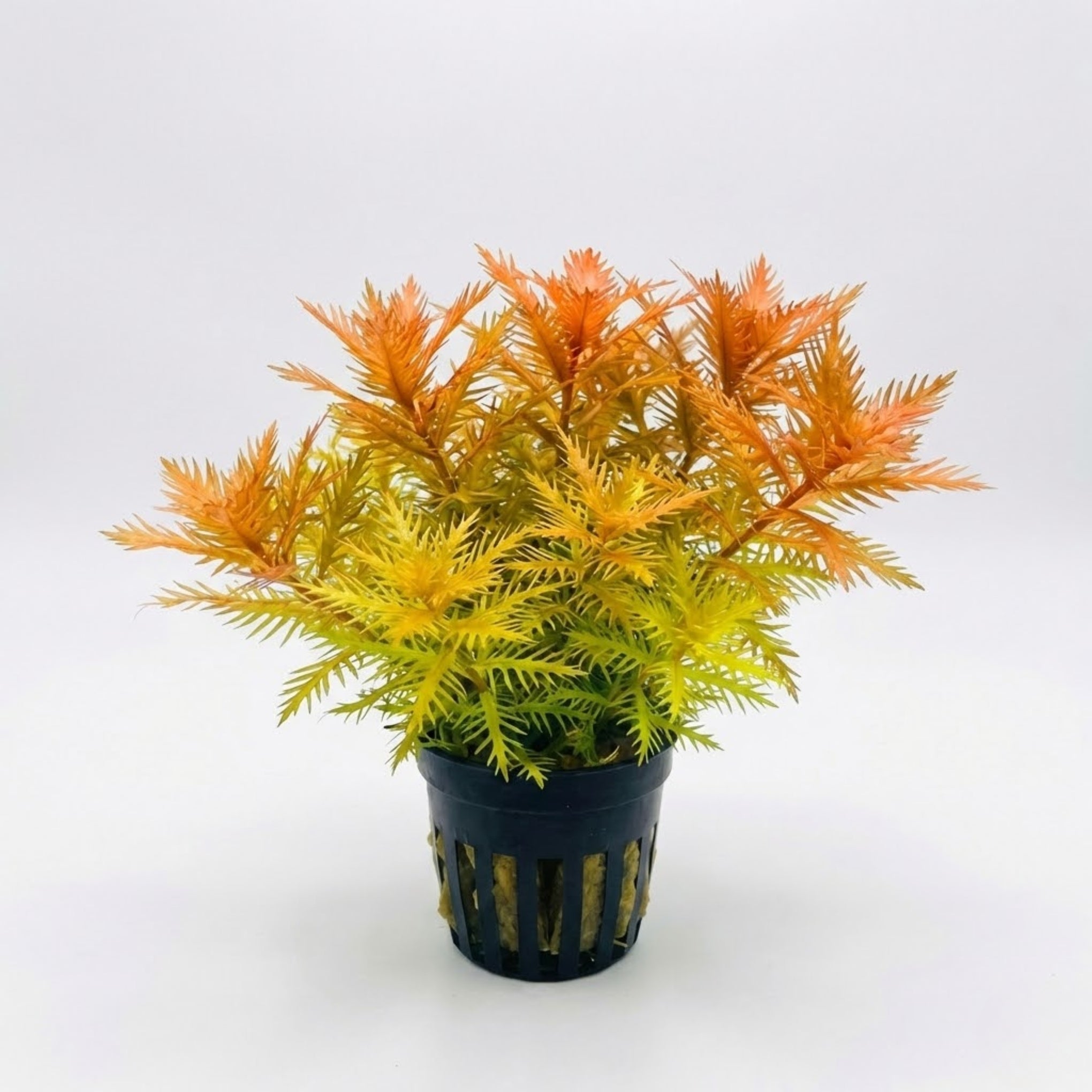 mermaid pot plant Mermaid Weed