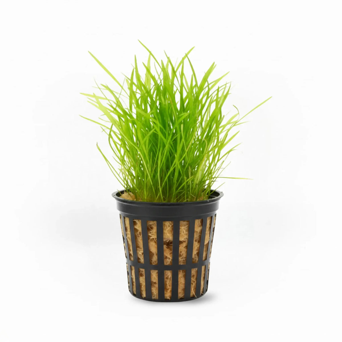 Micro Sword Lilaeopsis Brasiliensis grass-like carpet plant bundle on white background