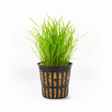 Micro Sword Lilaeopsis Brasiliensis grass-like carpet plant bundle on white background