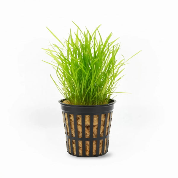 Micro Sword Lilaeopsis Brasiliensis grass-like carpet plant bundle on white background